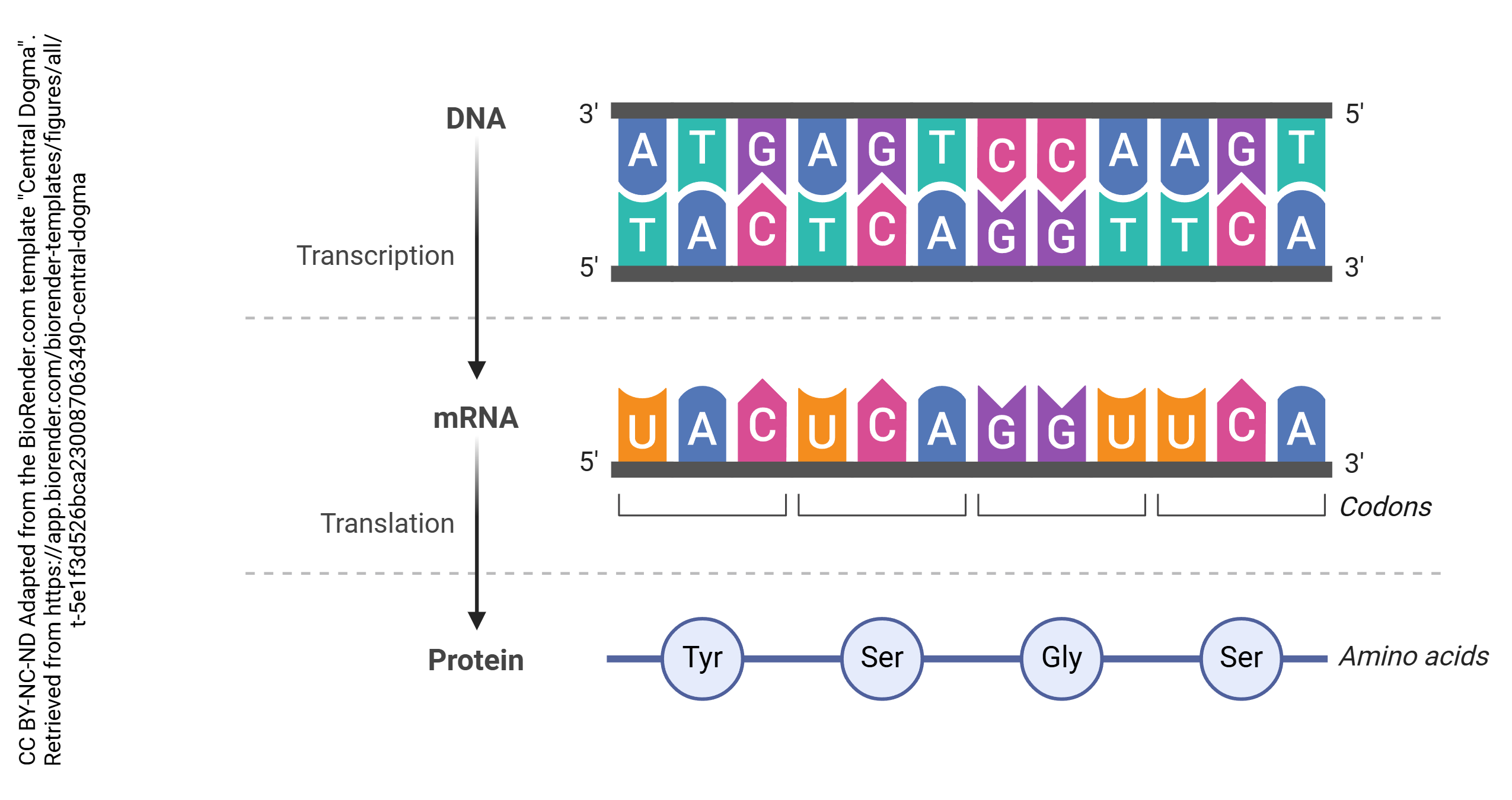Diagram illustrating the Central Dogma of Molecular Biology.