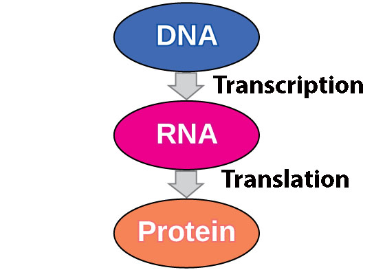 Graphic showing the central dogma theory.