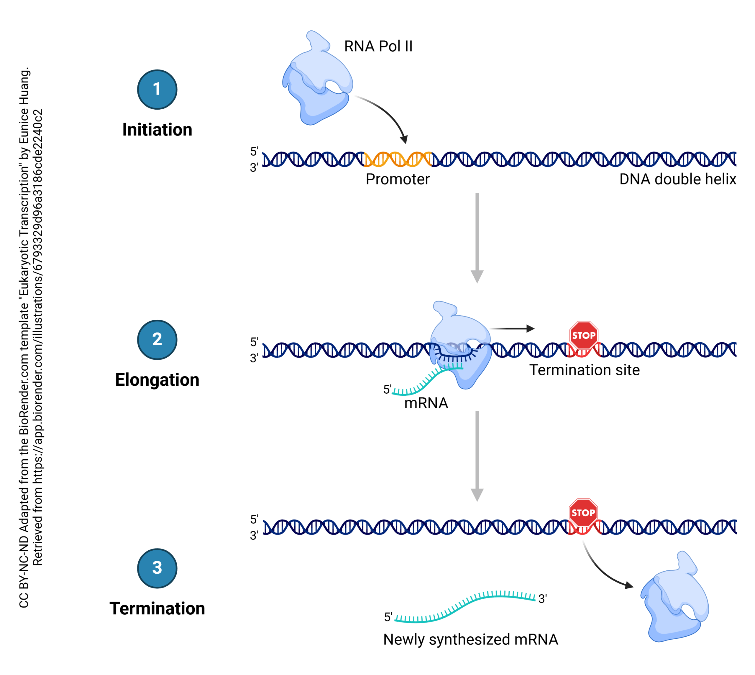 Diagram showing the process of eukaryotic transcription.