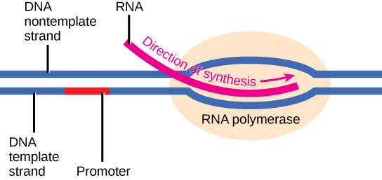 Graphic showing DNA being made into RNA using RNA polymerase.