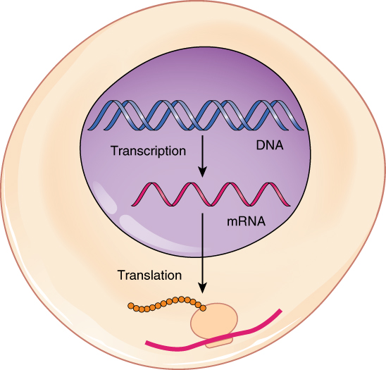 Diagram illustrating the Central Dogma of Molecular Biology.