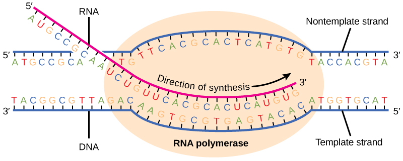 Graphic showing transcription, which occurs in the nucleus.