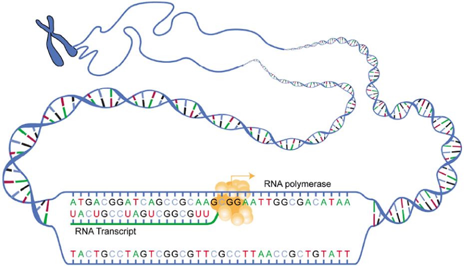 Graphic showing DNA transcription.