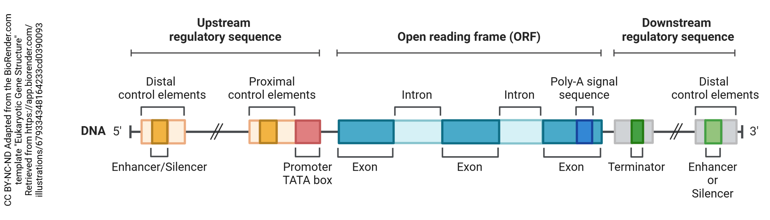 Diagram showing the structure of a eukaryotic gene.