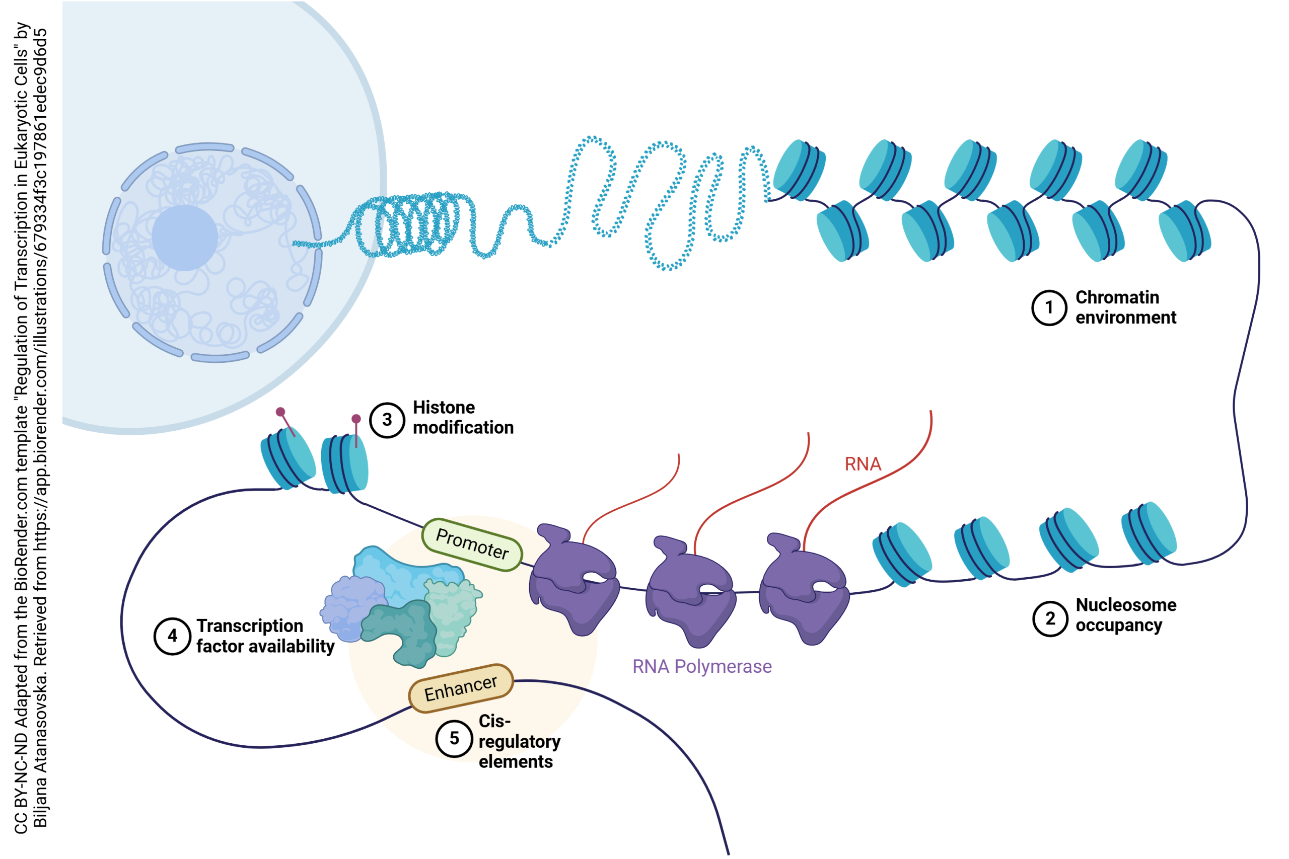 Diagram showing how transcription is regulated by wrapping DNA around histones.