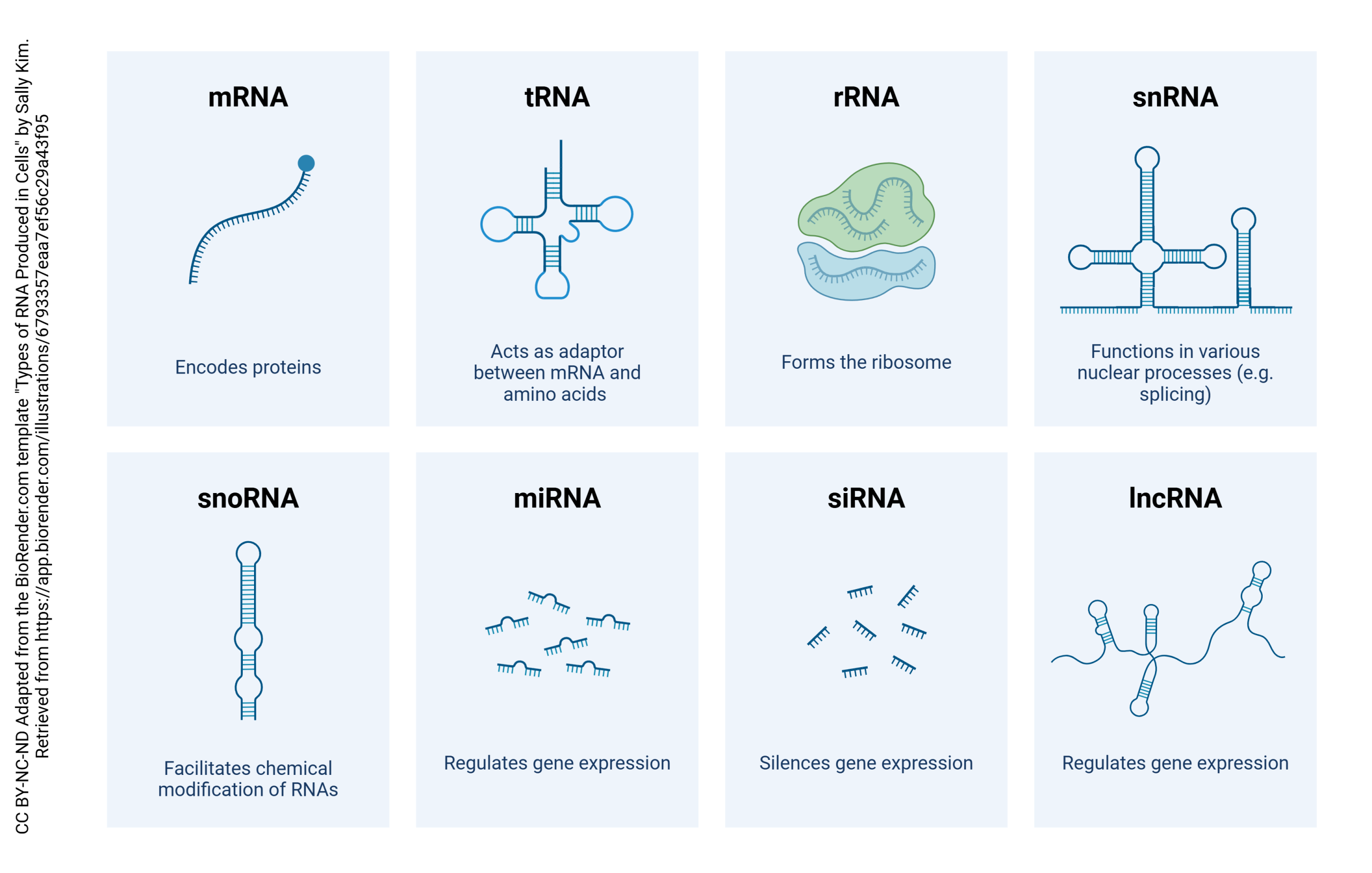 Diagram showing the kinds of non-coding RNA produced in cells.
