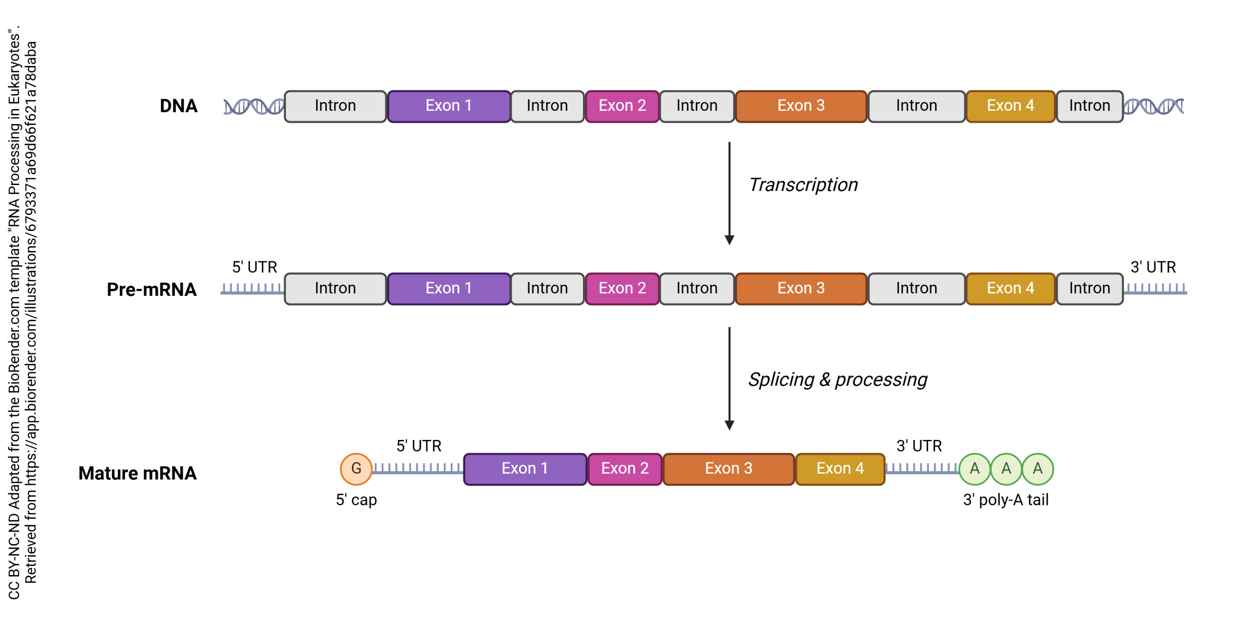 Graphic showing how DNA is processed and becomes mature mRNA.