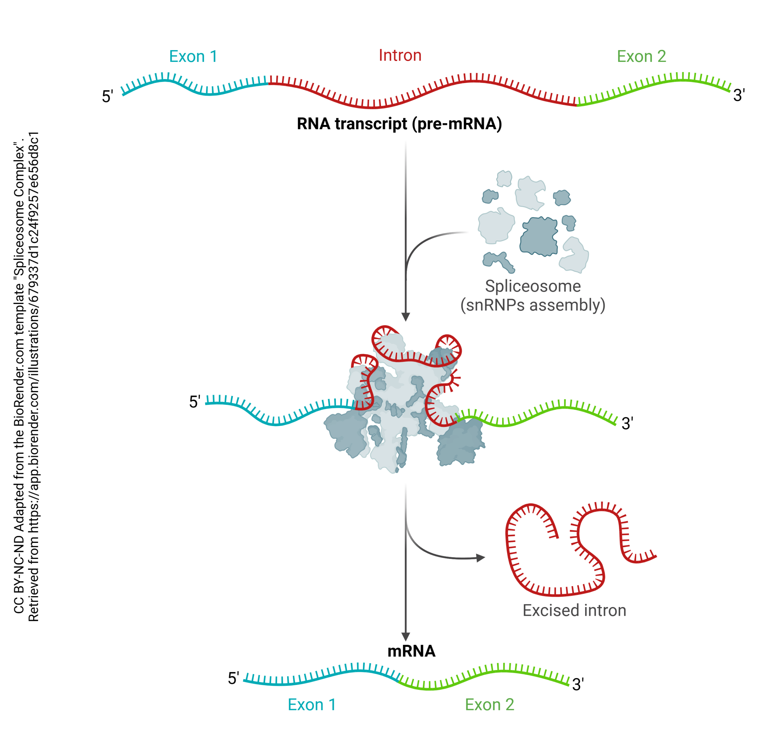 Graphic showing introns being edited out by spliceosome and exons being left to create mRNA.