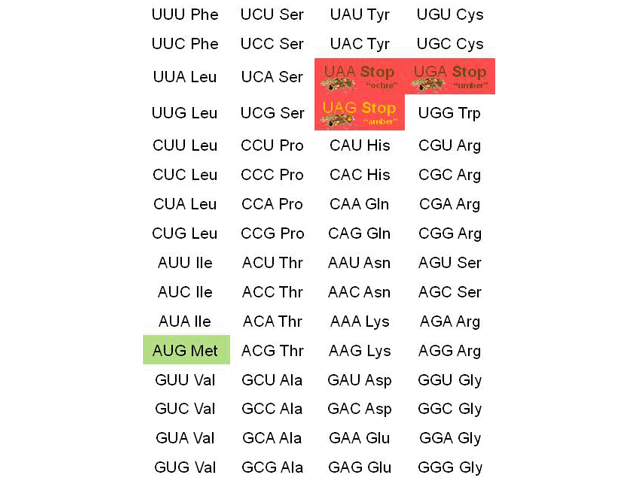 Graphic showing a codon table.