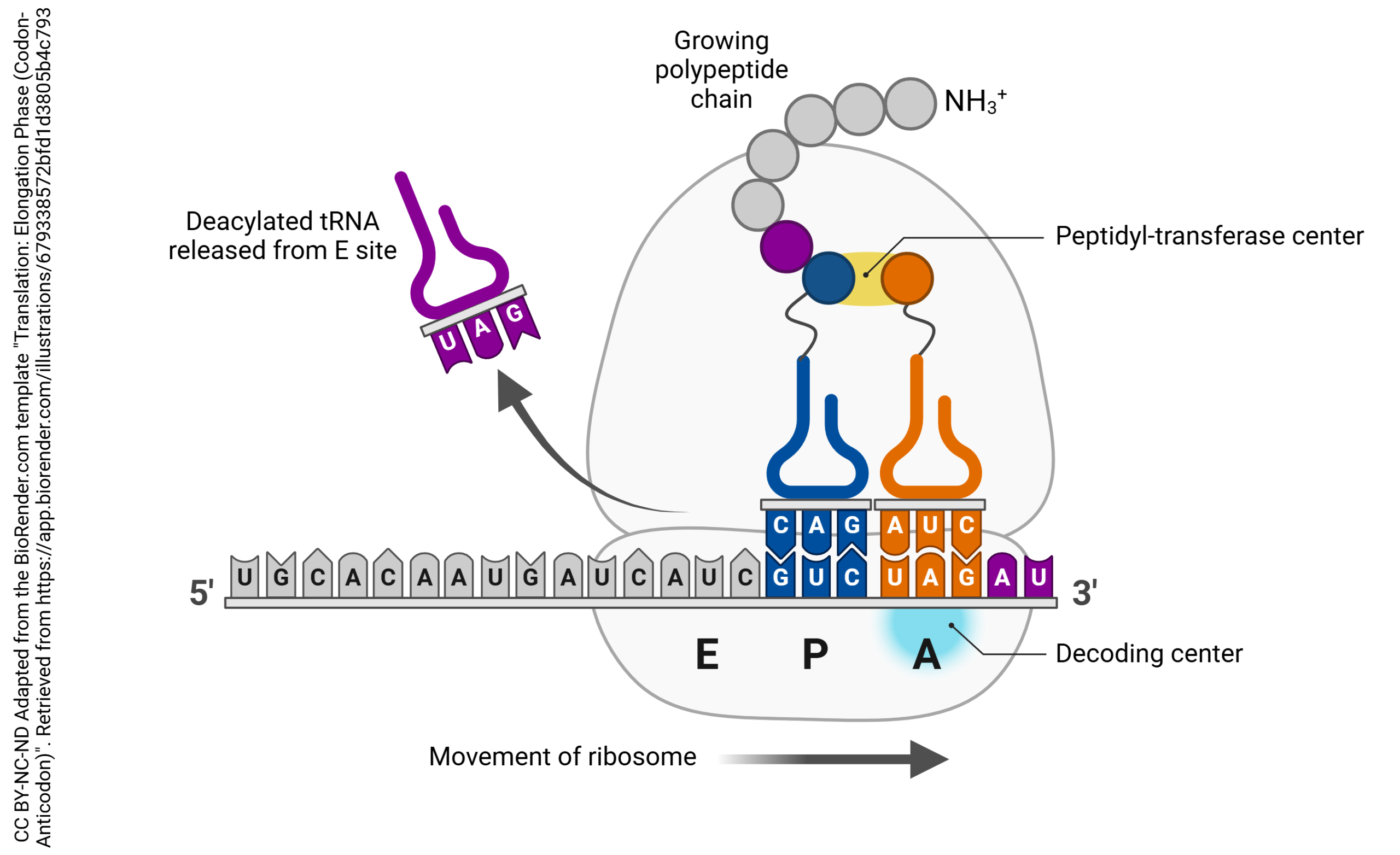 Graphic showing the elongation phase of translation.