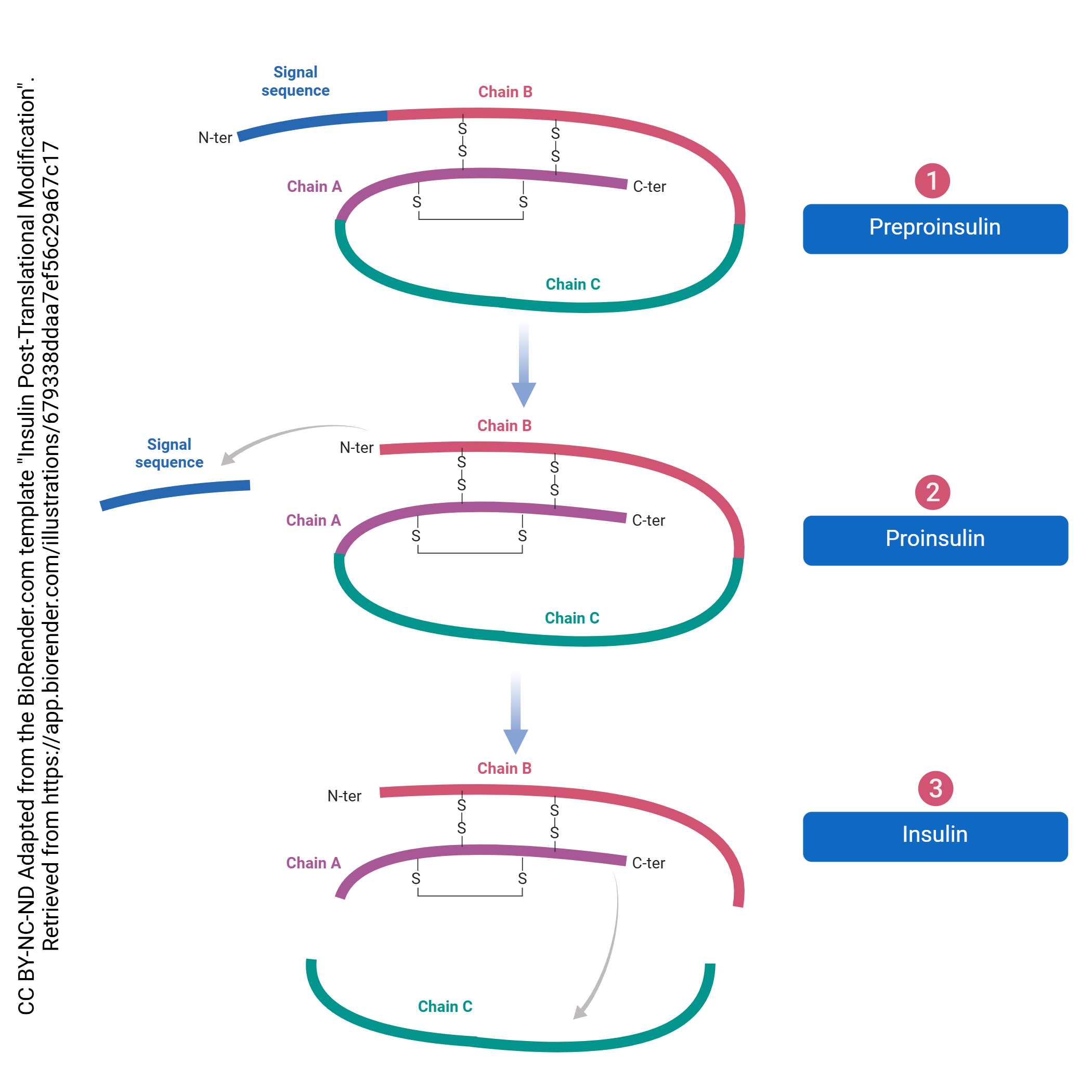Graphic showing insulin being modified after translation.