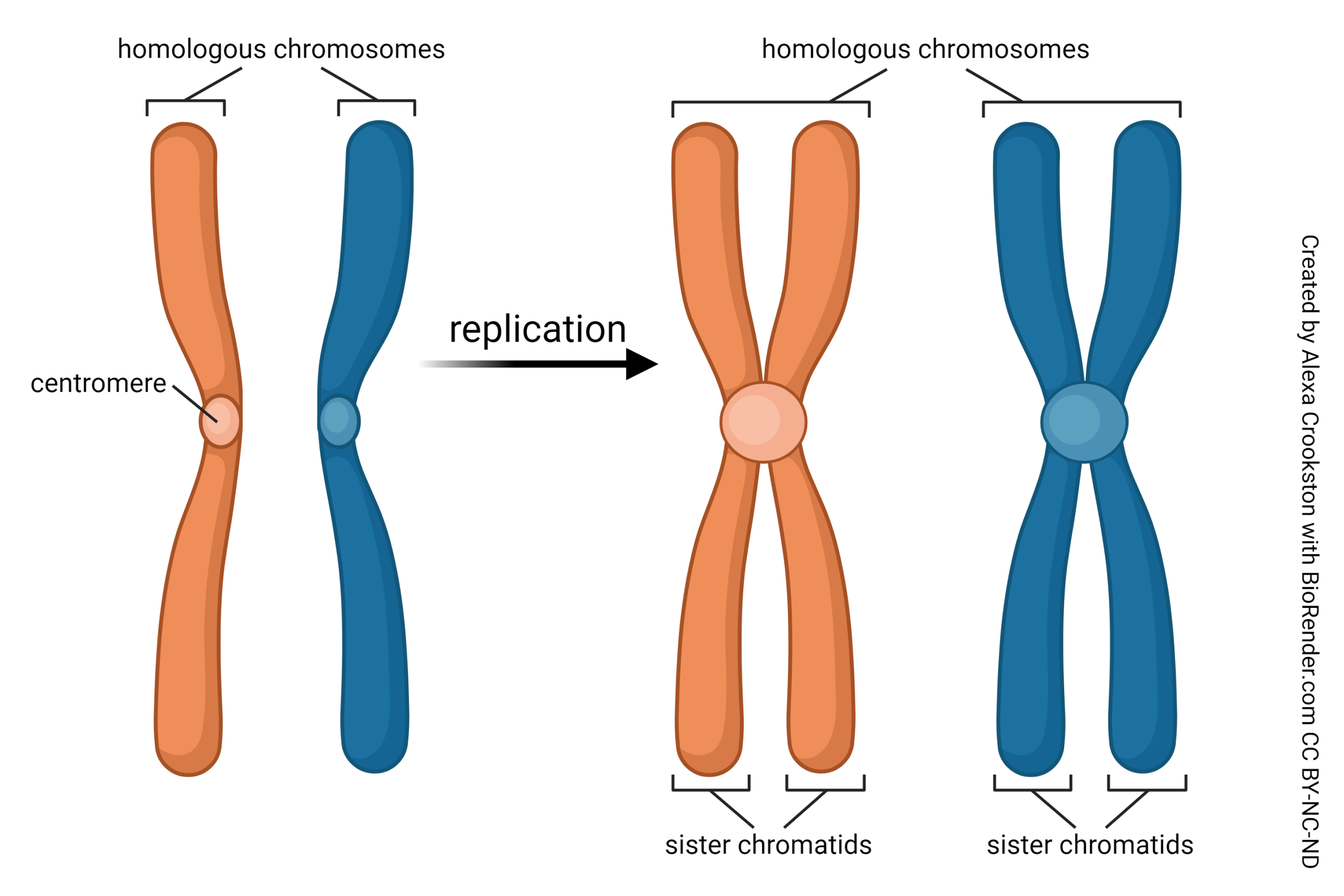 Diagram showing the process of chromosome replication.