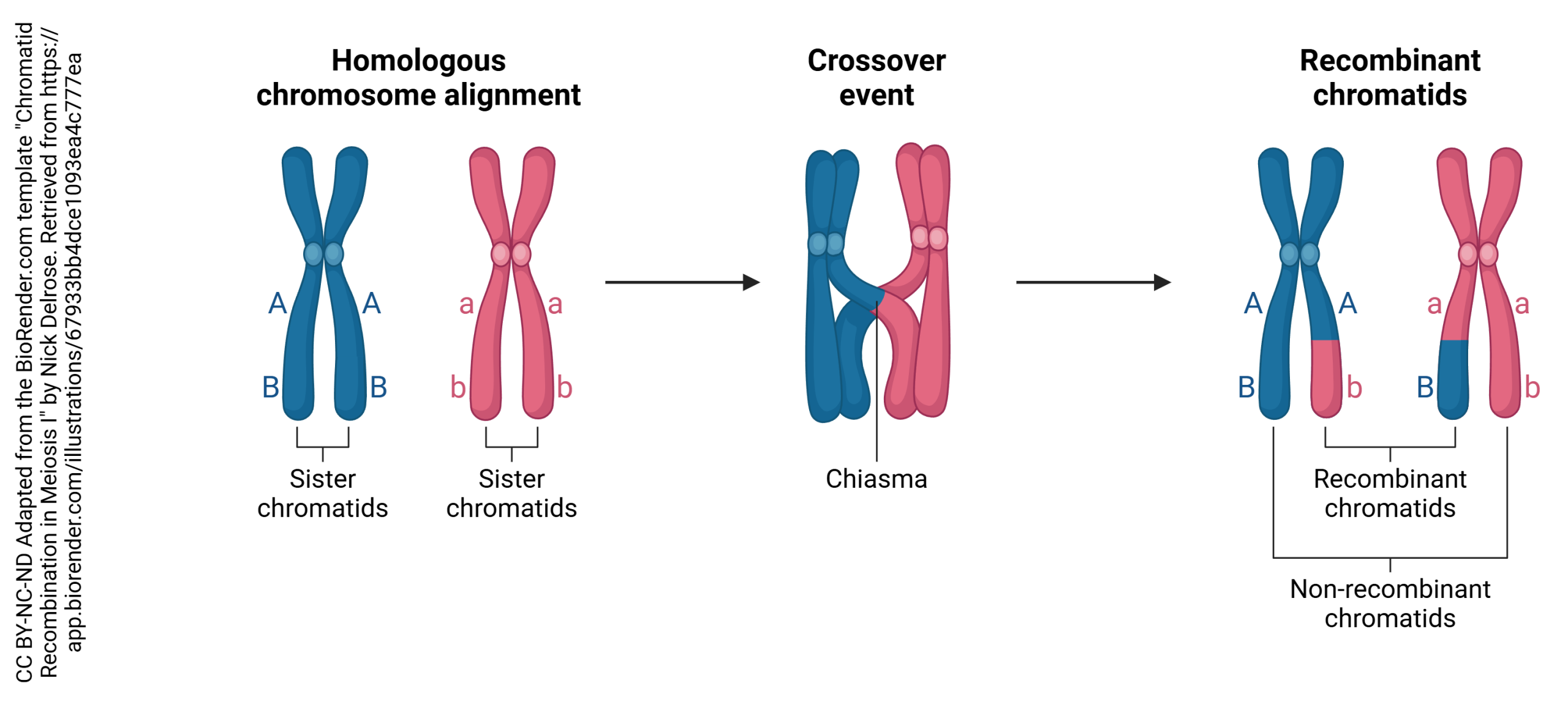 Diagram showing the process of crossing over in meiosis.
