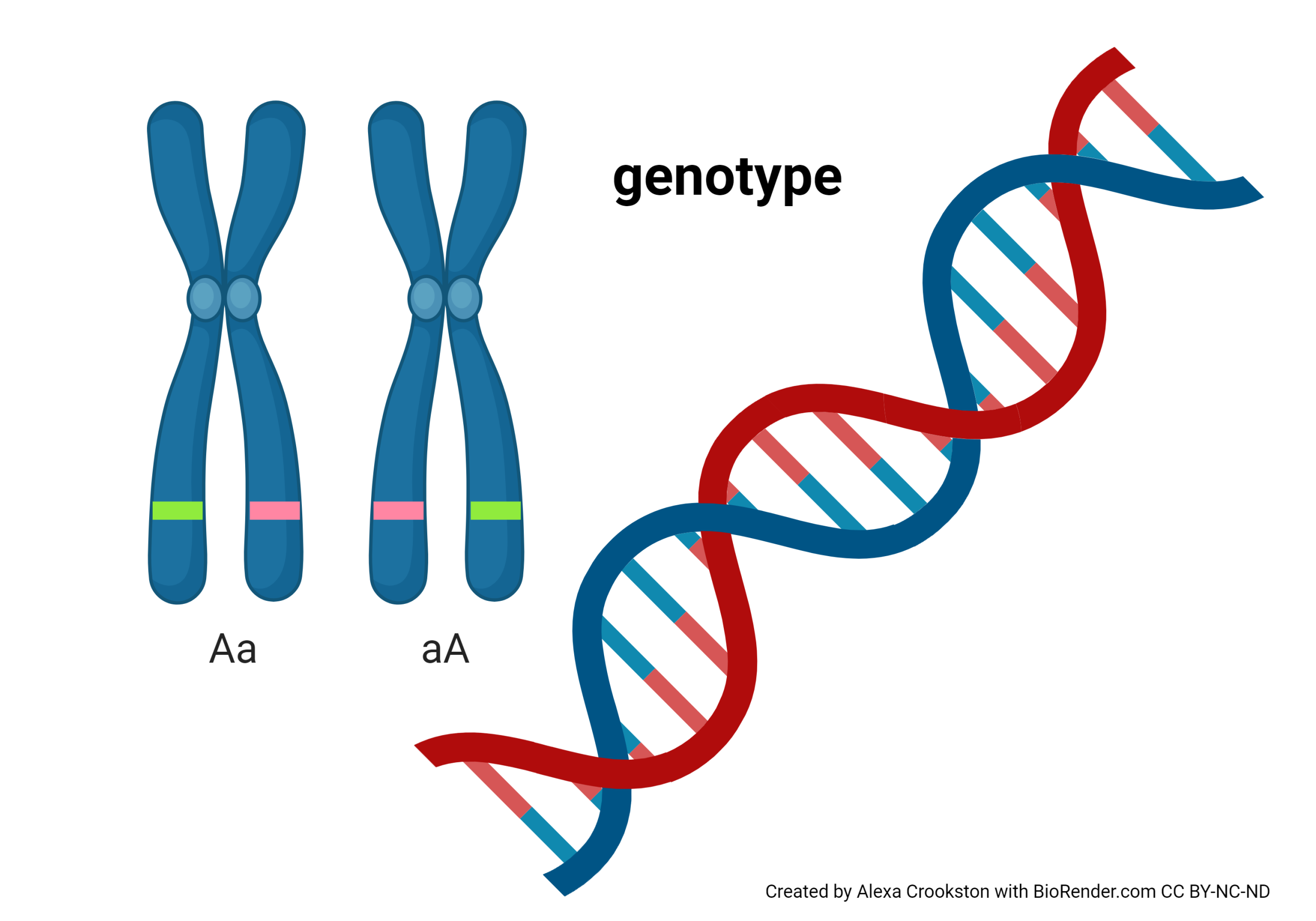 Graphic showing genotype, Aa or aA.