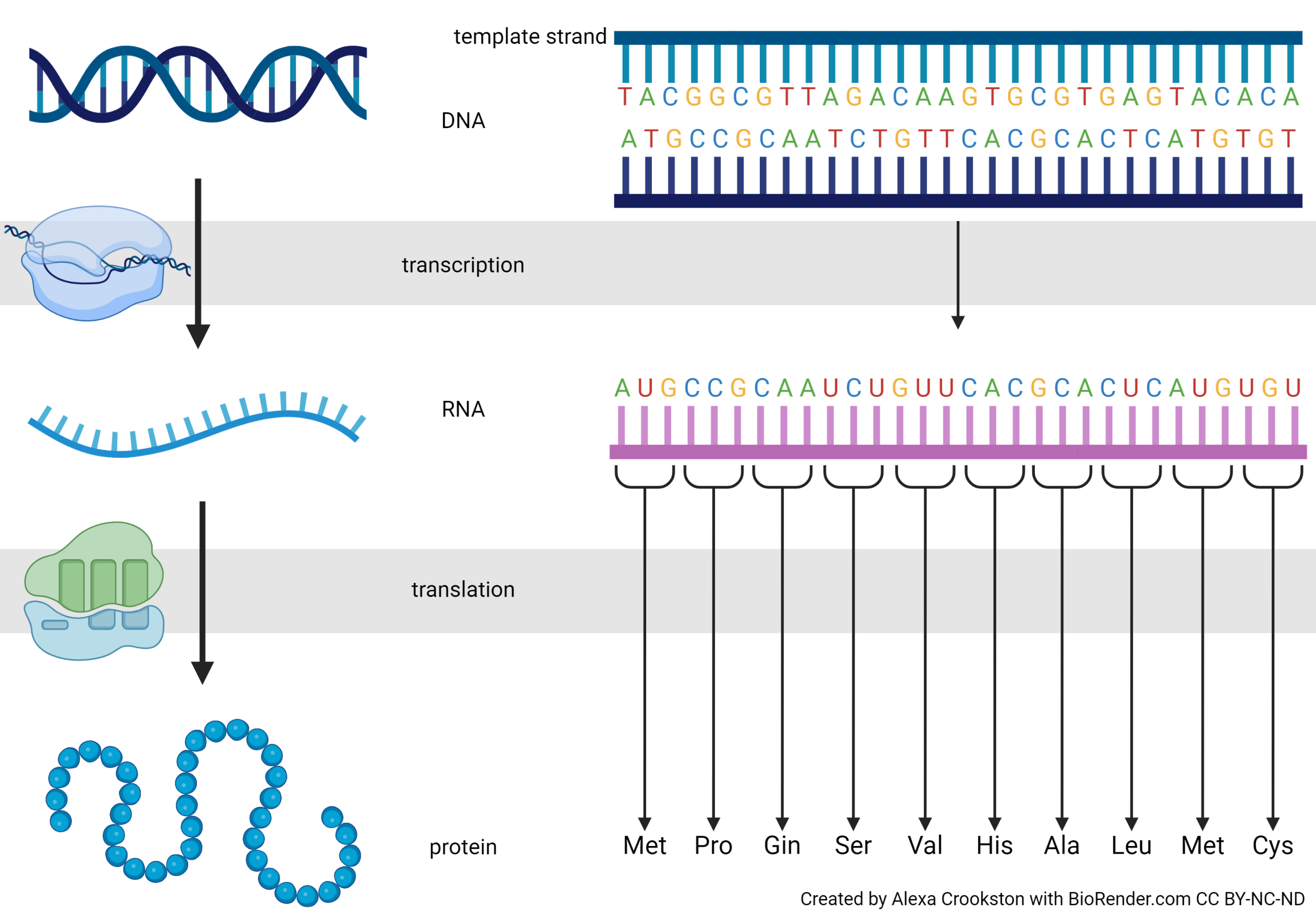 Diagram showing how DNA is made into protein.