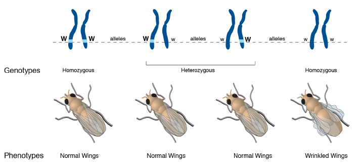 Graphic showing fly genotypes versus phenotypes.