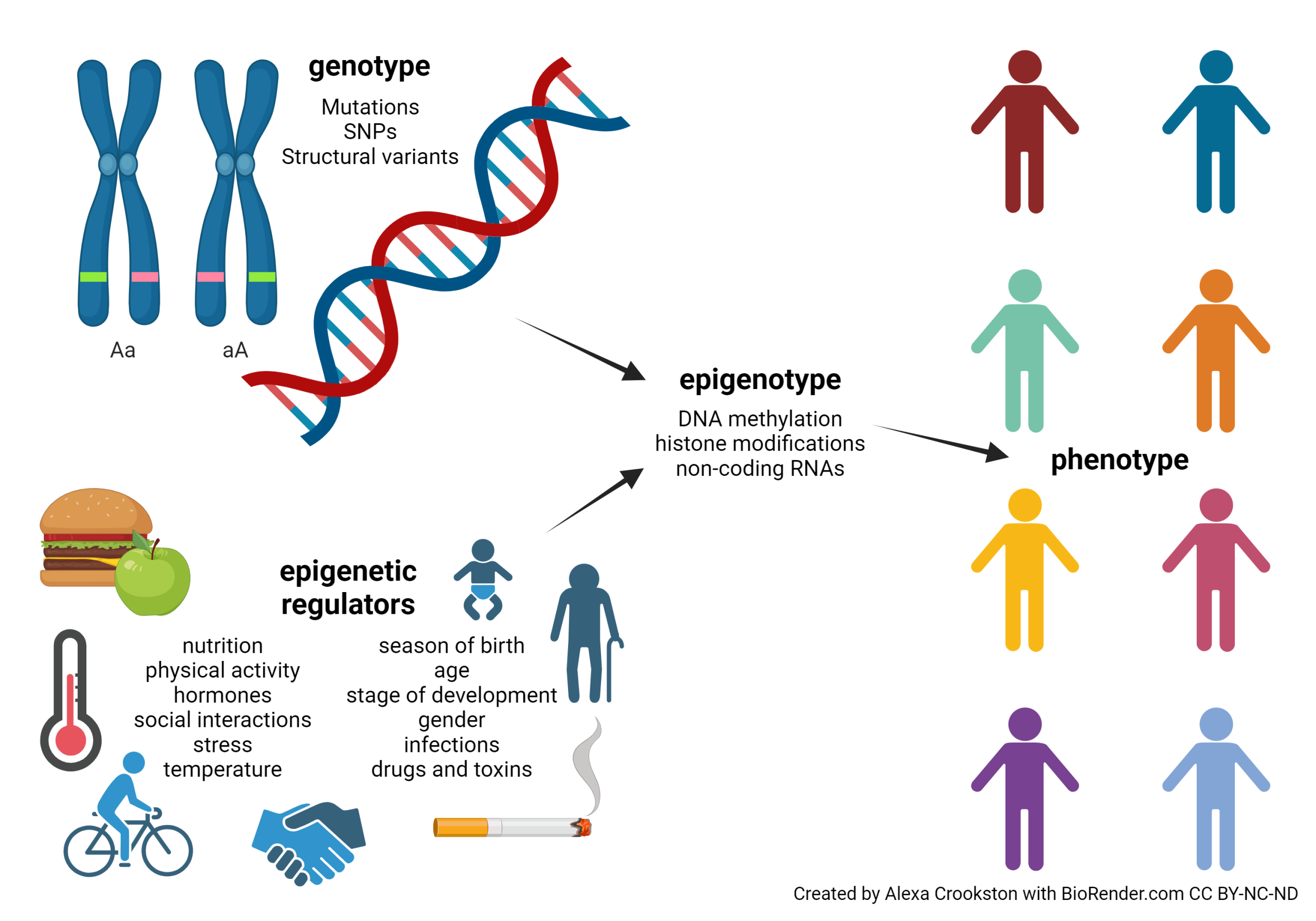 Graphic demonstrating that genotype, epigenetic regulations create the epigenotype.