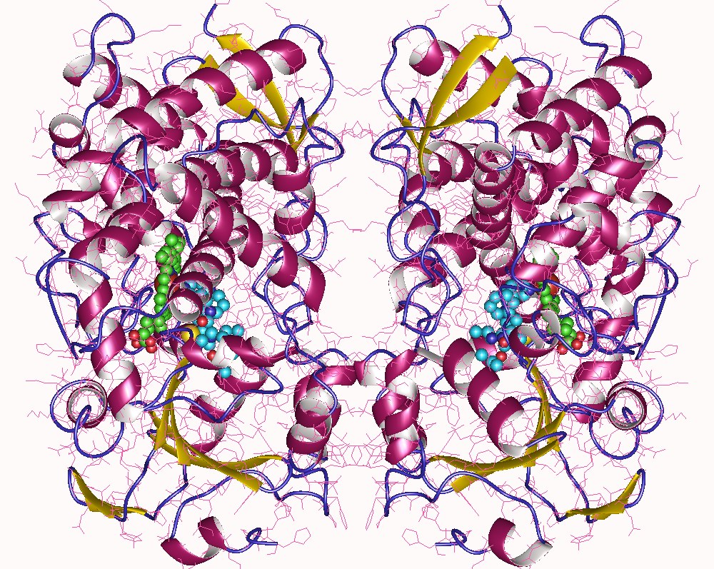 Graphic showing cytochrome P450/