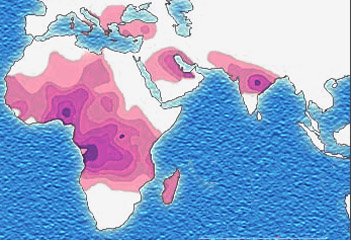 Graphic with a map showing distribution of sickle cell.