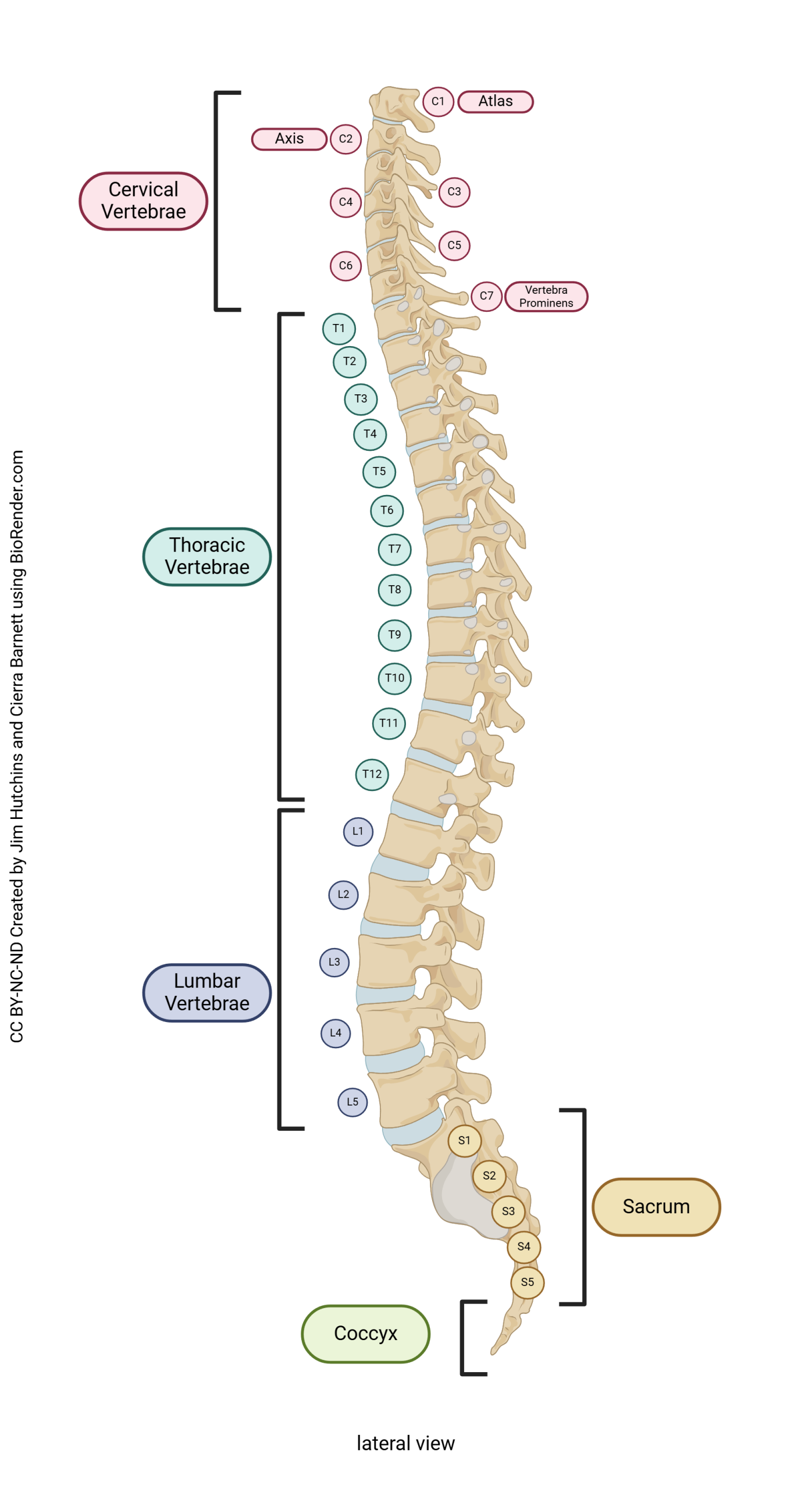 Labeled diagram of the vertebral column.
