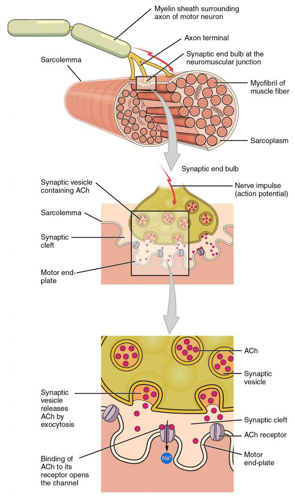 A diagram showing the neuromuscular junction with neurotransmitter release.