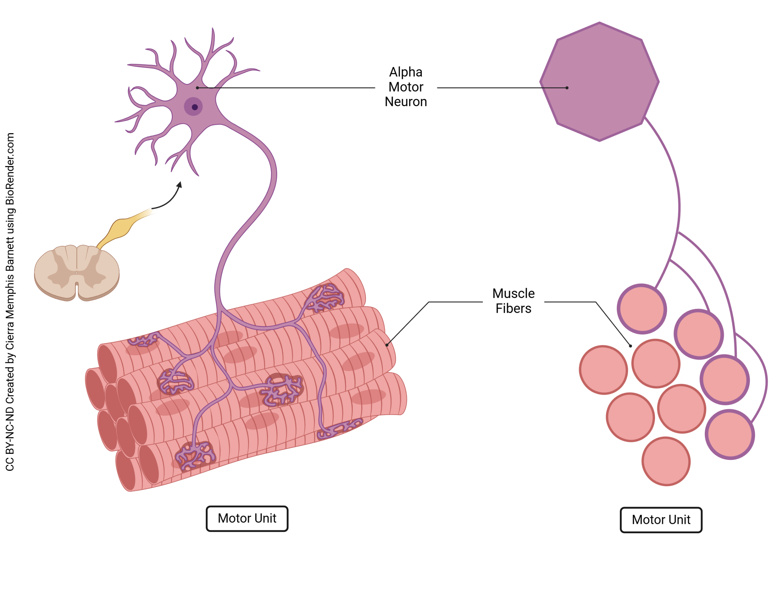 Diagram showing the structure of a motor unit.