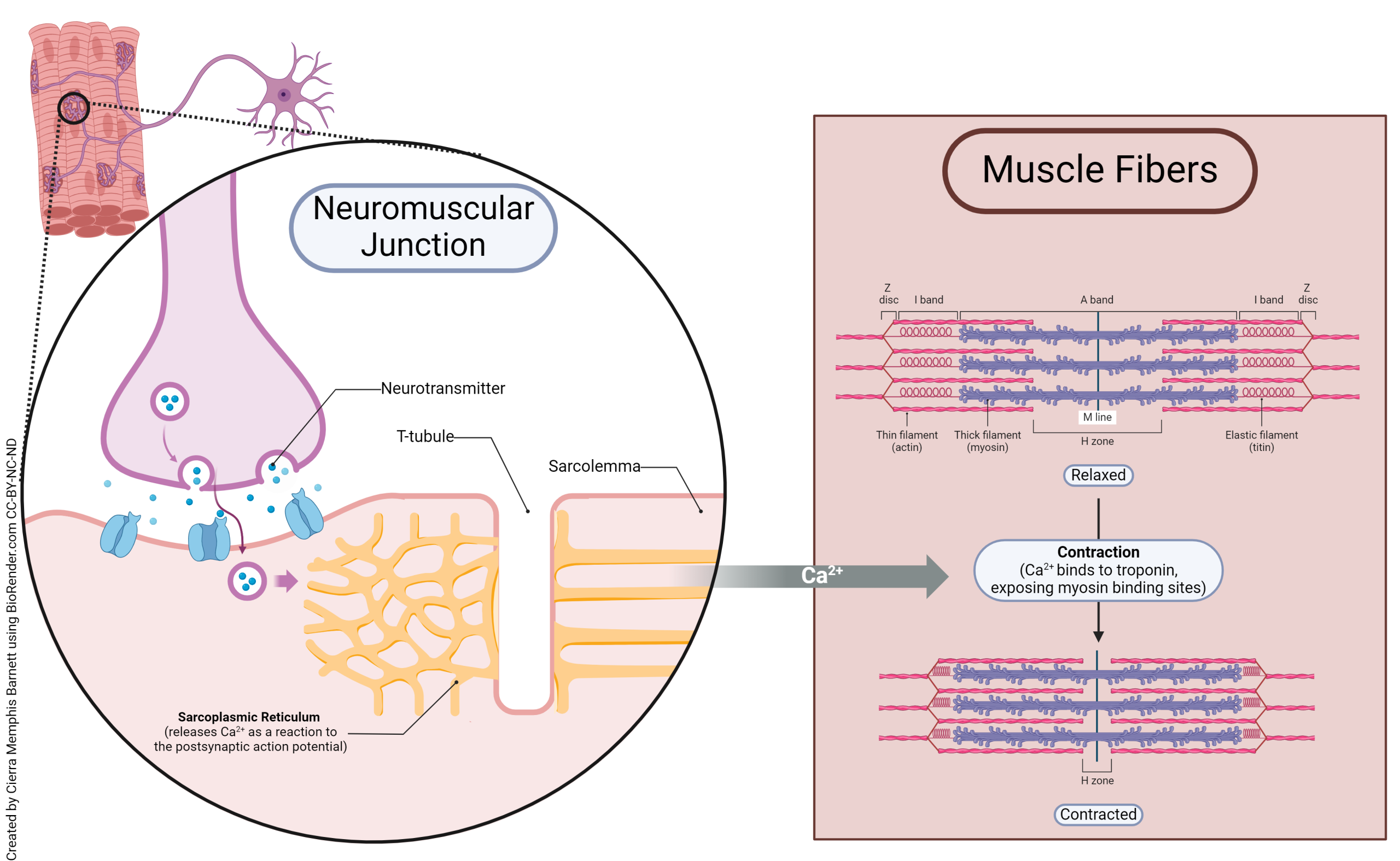 A diagram showing the neuromuscular junction with the corresponding muscle and muscle fibers.