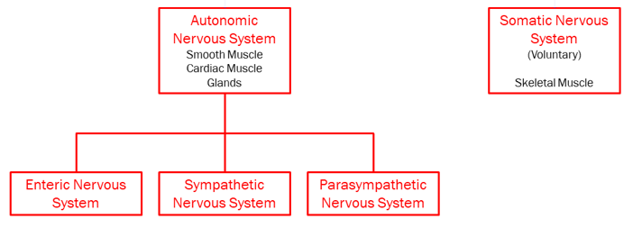 Flowchart illustrating the divisions of the nervous system, focusing on the motor (efferent) system.