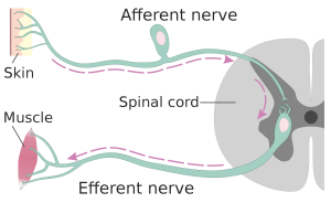 A diagram illustrating the concept of afferent and efferent neurons.