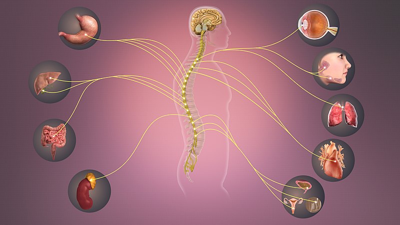 Illustration giving an overview of the autonomic nervous system.