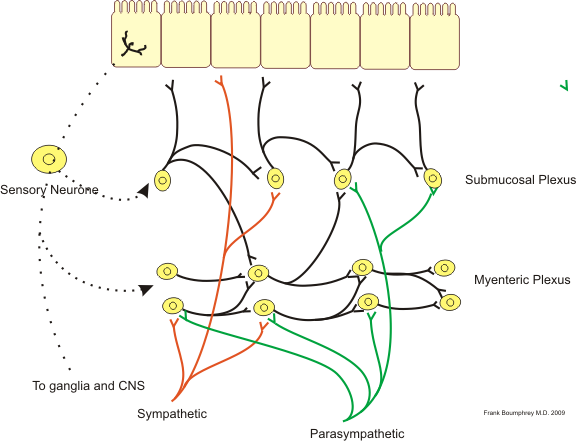 Diagram showing the connections between synapses in the enteric nervous system and how information flow is managed by neuronal connections.