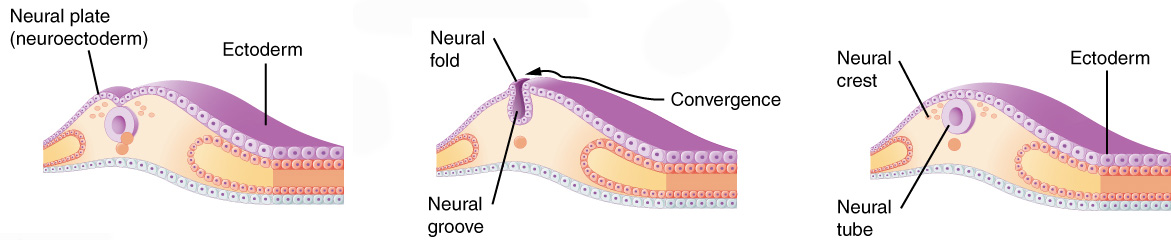 Diagram showing the development of the neural crest into the neural tube.