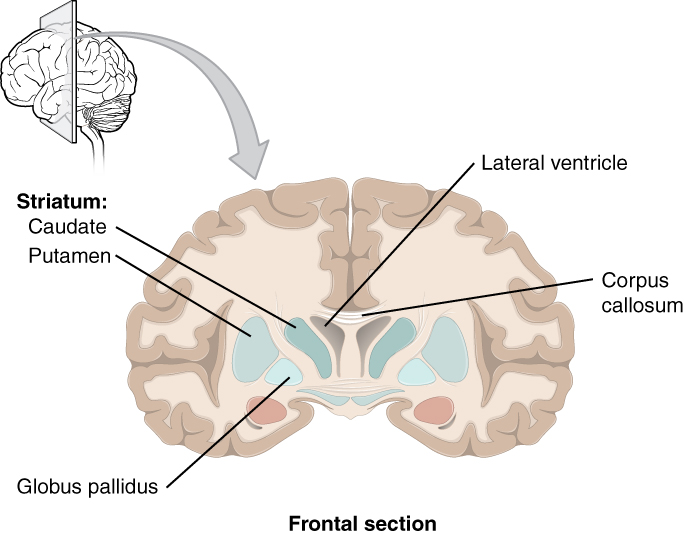 Image of frontal section of the brain consisting of the striatum, Globus pallidus, lateral ventricle, and corpus callosum.