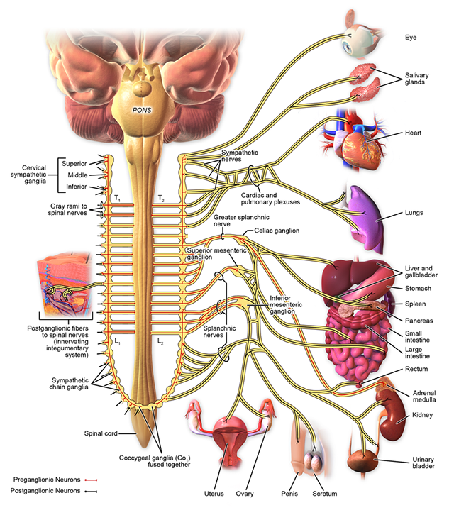 Diagram showing body organs and the way in which they are innervated by the components of the sympathetic nervous system.