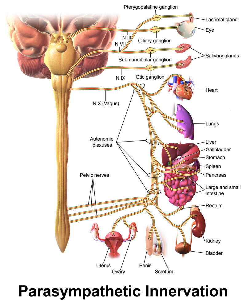 Diagram showing the organs of the body and their parasympathetic innervation.