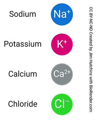 Diagram showing the color code for ions commonly used in neurophysiology and cell biology.