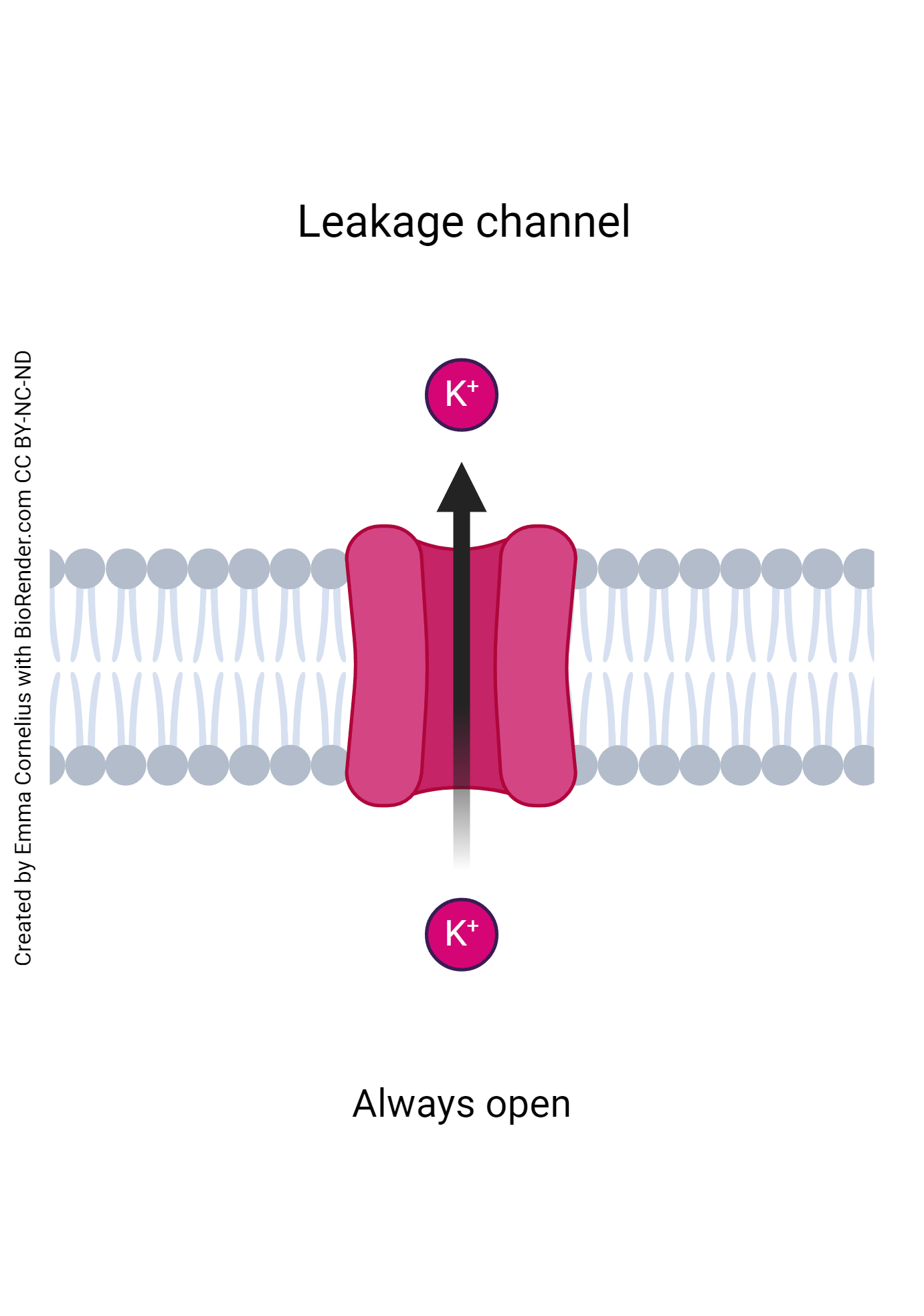 Diagram representing a leakage ion channel.