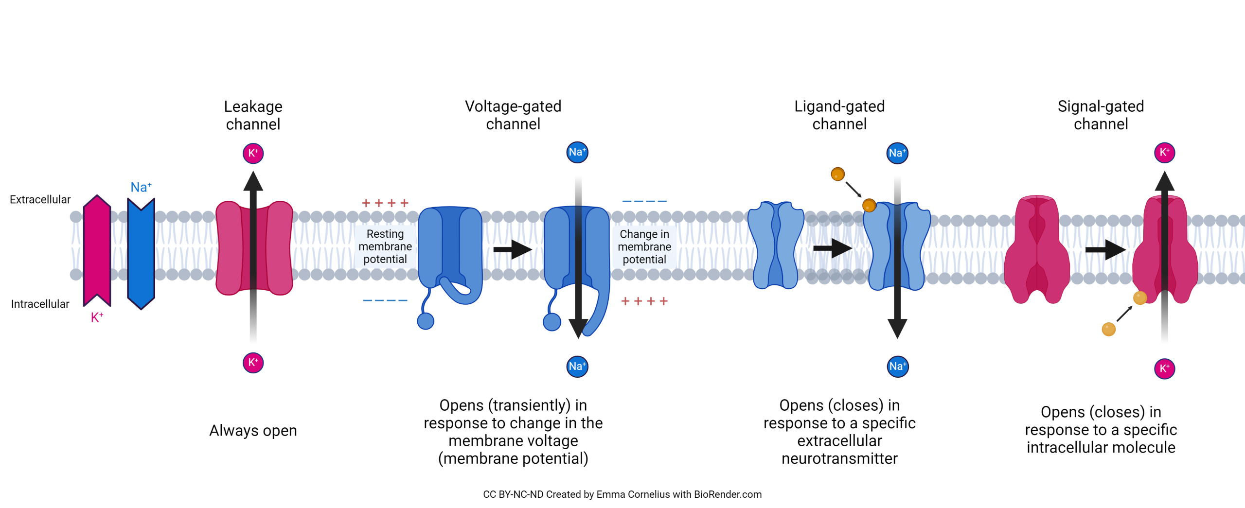 Diagram showing the different types of channels in the neuronal cell membrane.