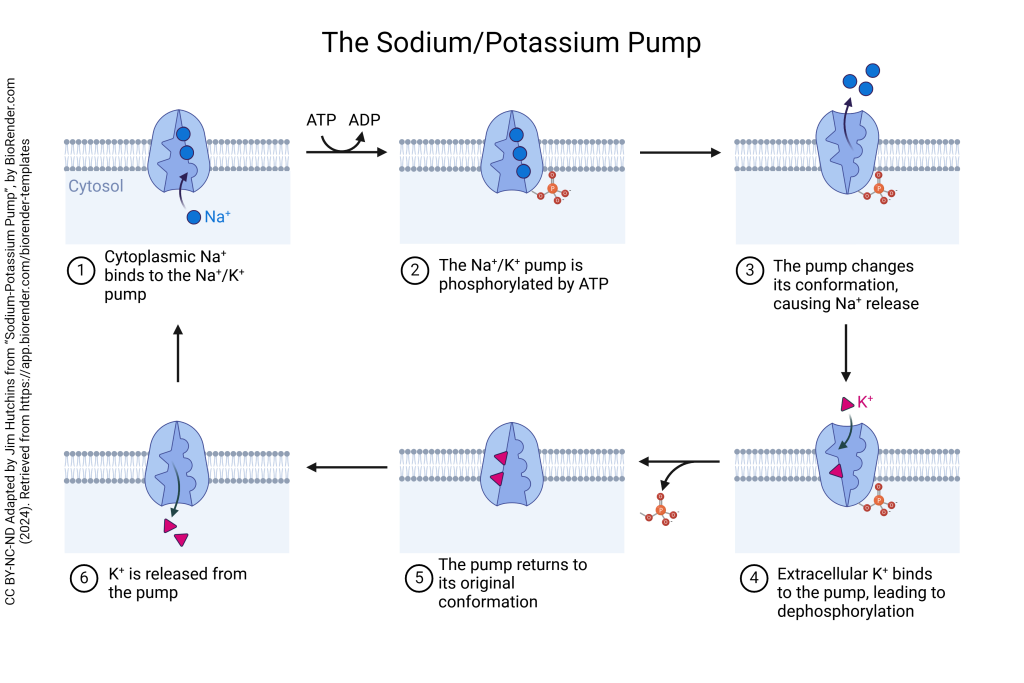 Maintenance of the Normal Concentrations of Ions Inside and Outside the Neuron – Introduction to Neuroscience