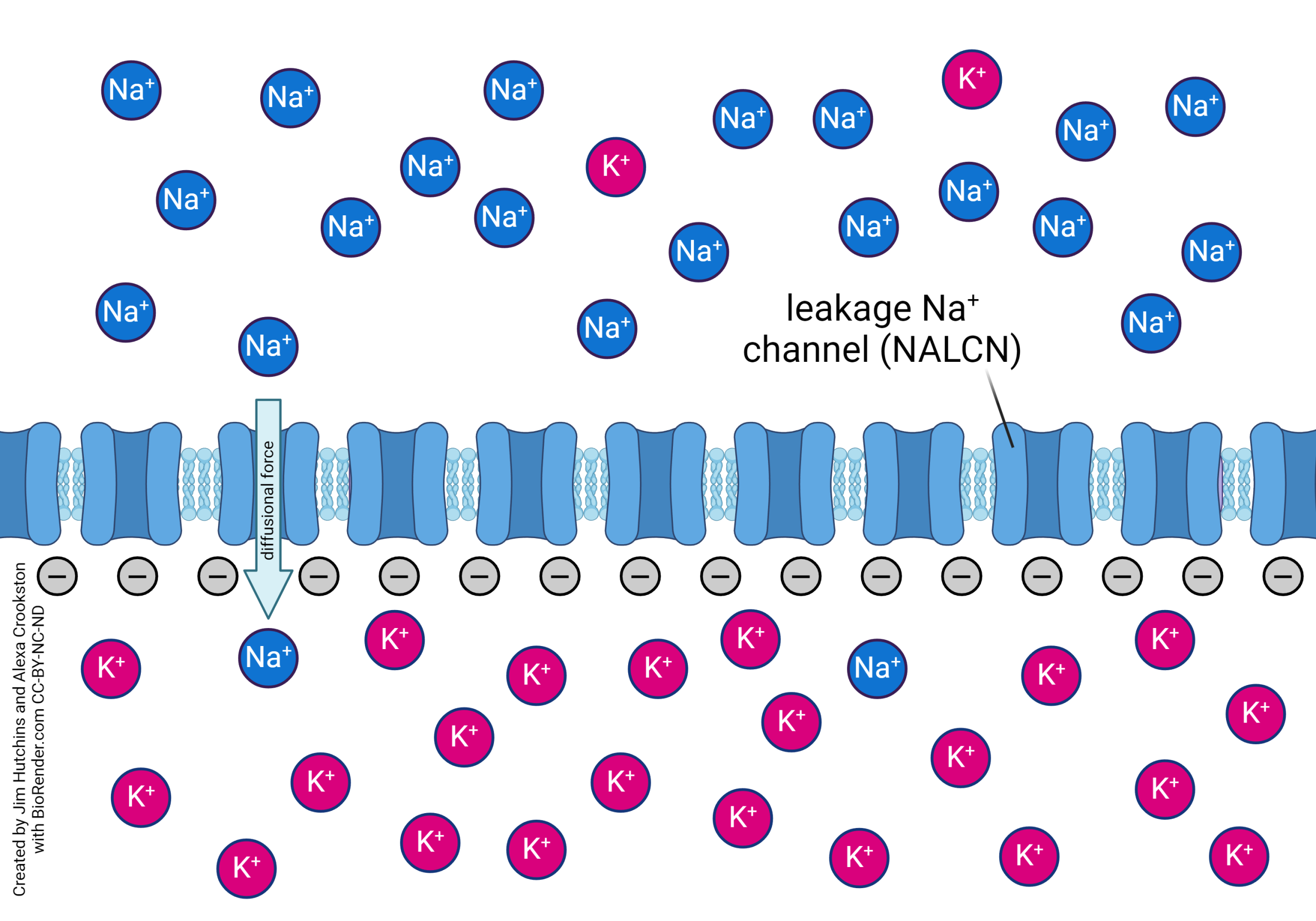 A negative intracellular potential drives the electrical flux of positive sodium ions into the cell from outside.