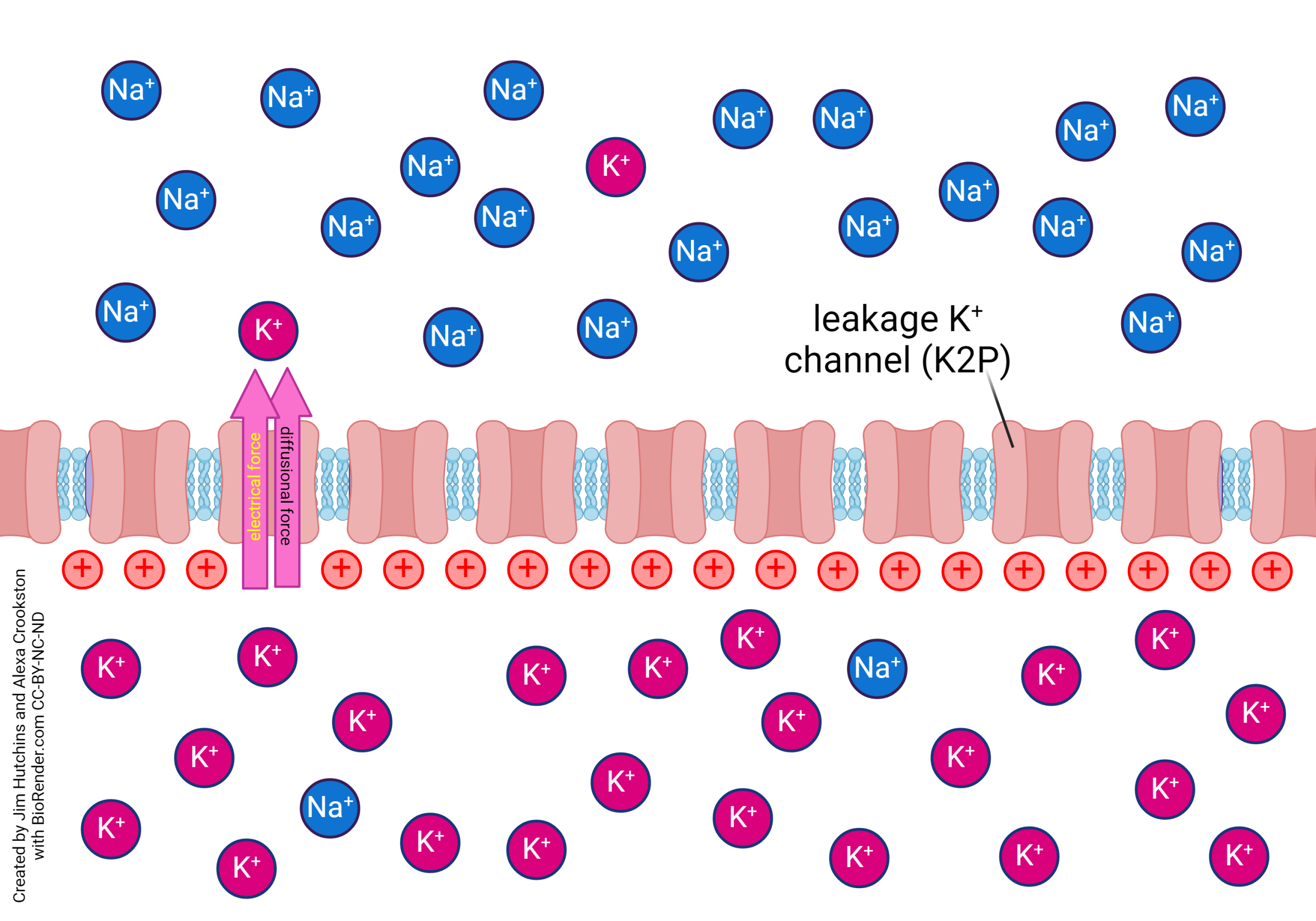 Diagram showing the movement of potassium across the positively charged membrane when both electrical and diffusion forces are considered.
