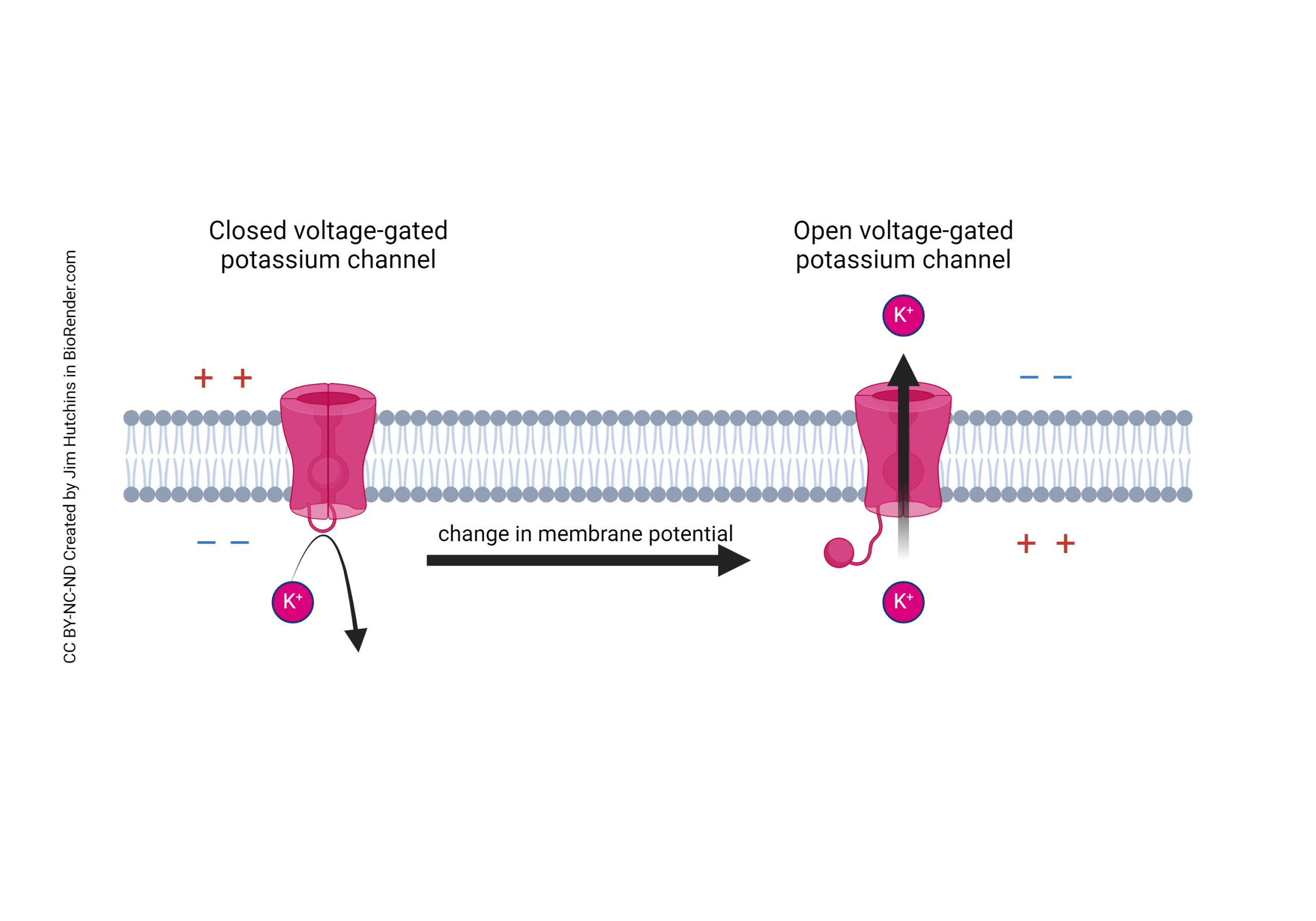 Diagram showing two phases of a voltage gated potassium channel in the cell membrane. The first phase shows a closed voltage gated potassium channel, with a potassium ion bouncing off of the closed portion and staying within the cell. An arrow indicating a change in membrane potential, with the inside now being more positive than the outside, leads to an open voltage gated potassium channel, which now allows a potassium ion to pass through it to the outside of the cell.
