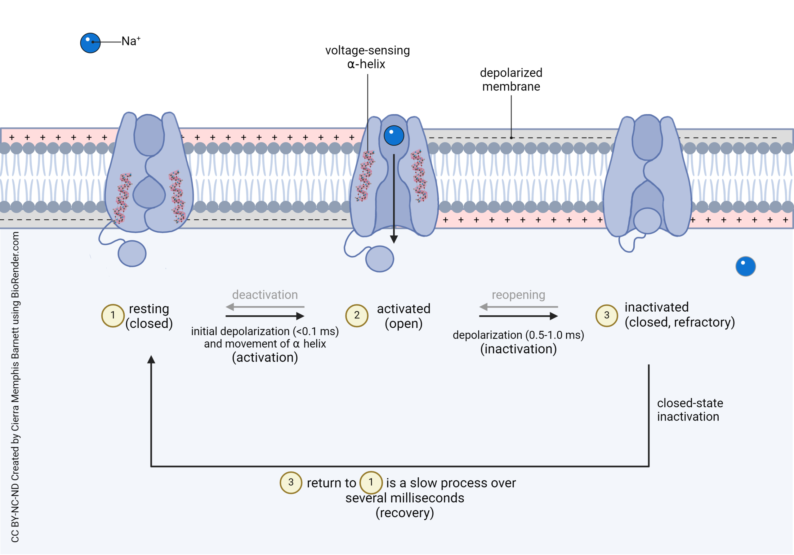 Diagram showing the states of the voltage-gated sodium channel