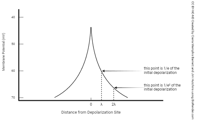 A graph illustrating the length constant in neurons.