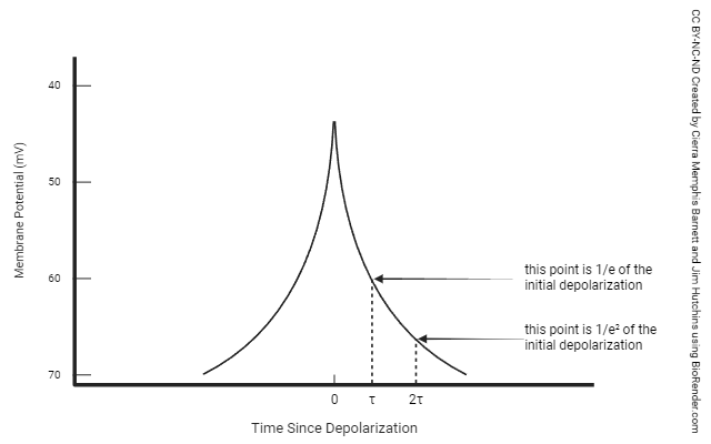 Graph illustrating the concept of the time constant in neurons.