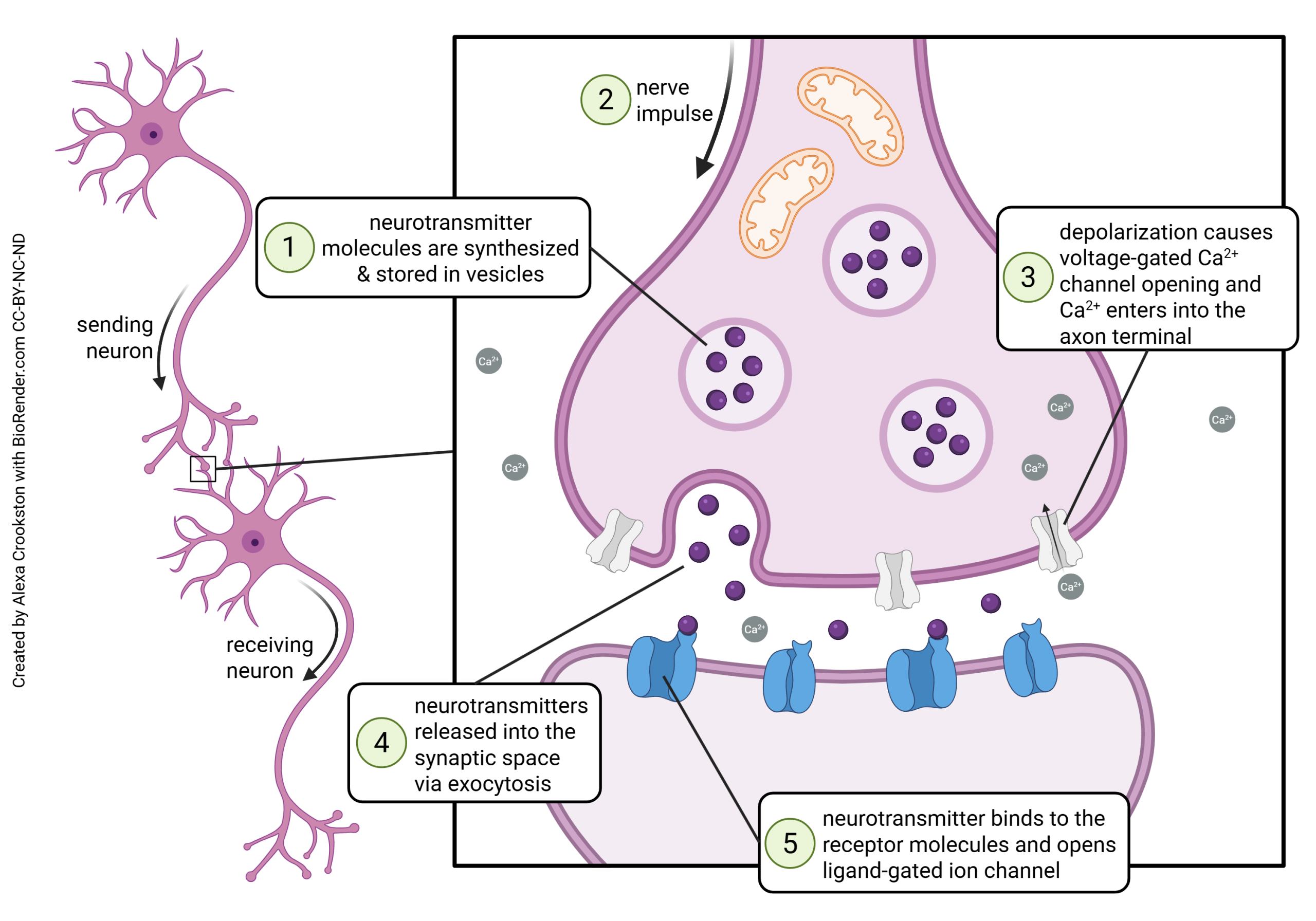 Diagram illustrating the steps in synaptic release.