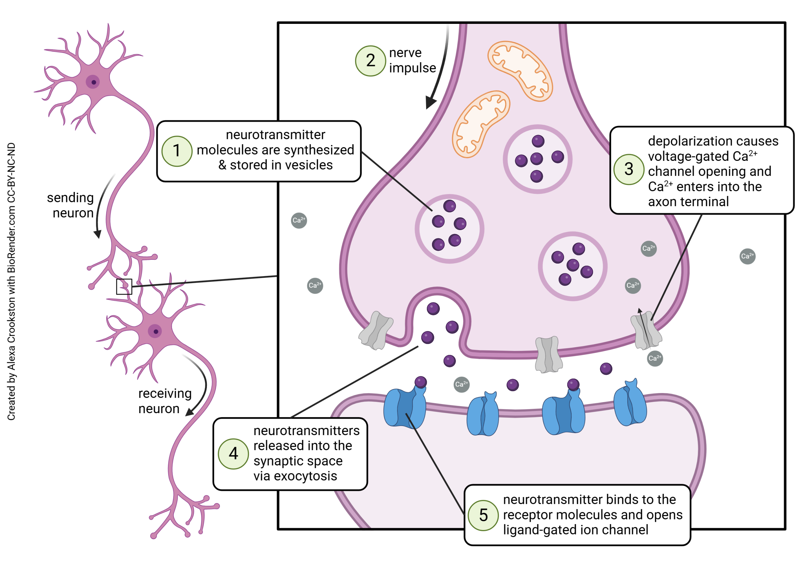 Diagram of vesicular release at the synapse.