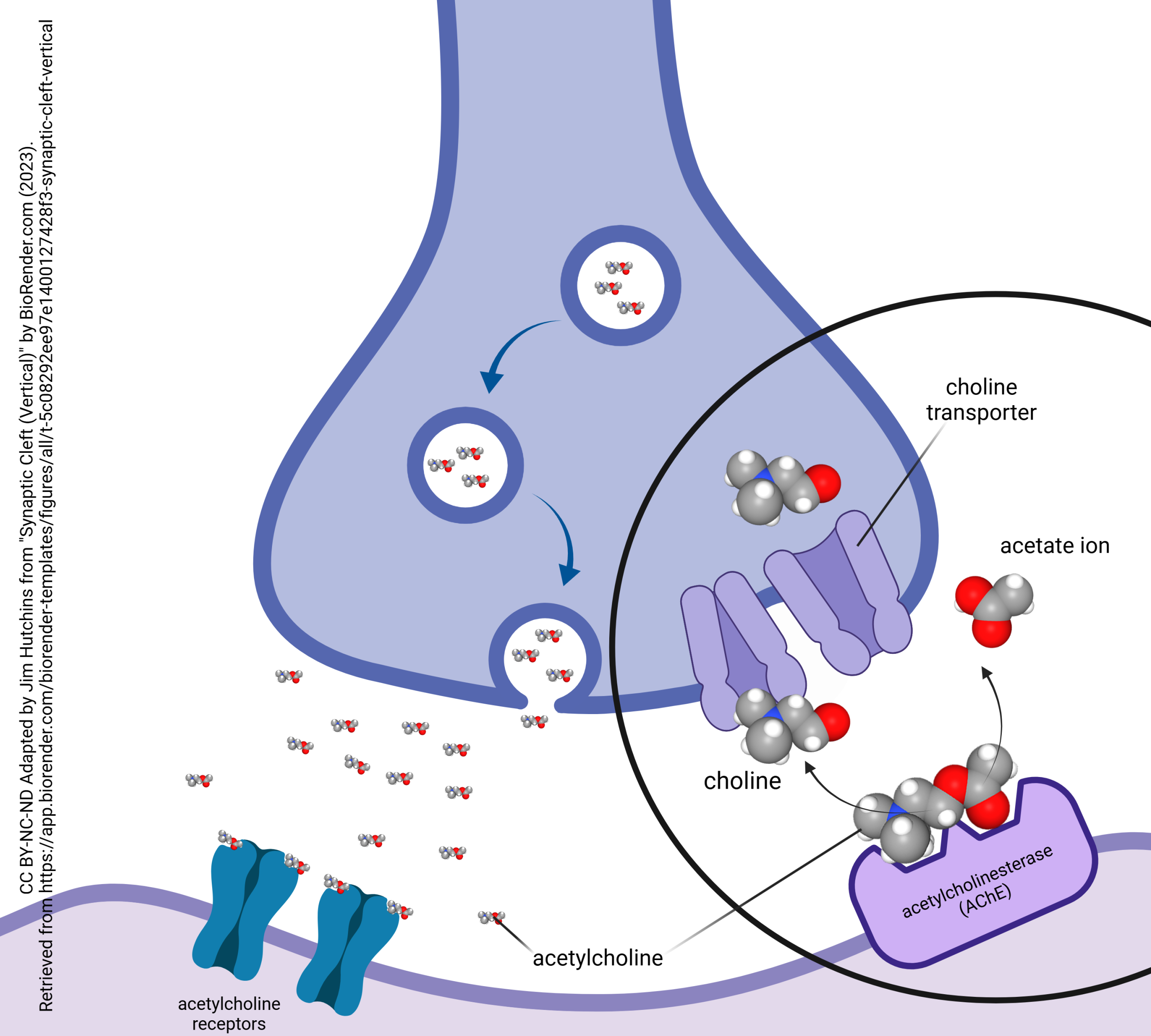 Diagram showing the inactivation of acetylcholine and uptake of choline at the synapse.