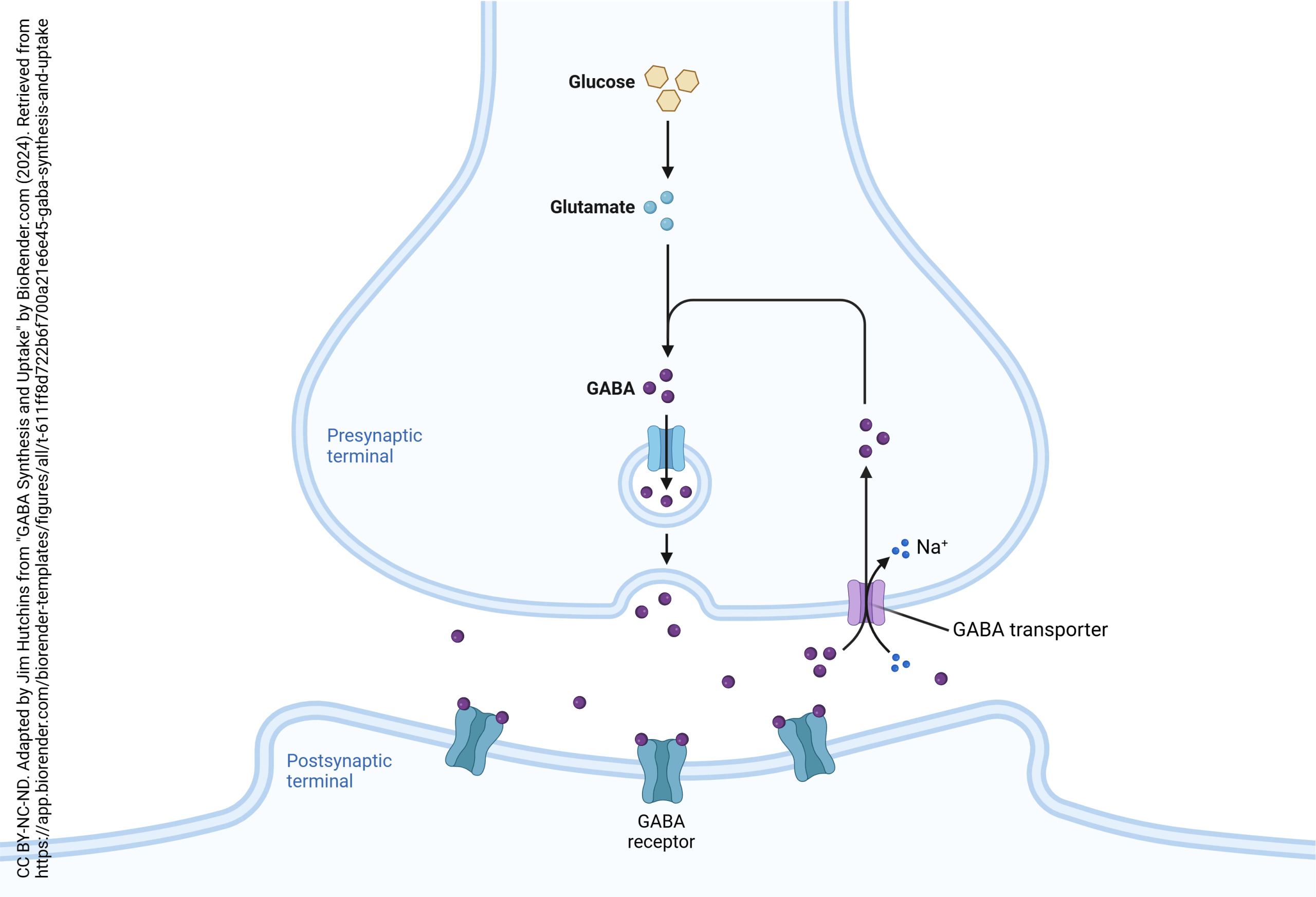 Diagram showing uptake of GABA at the GABAergic synapse