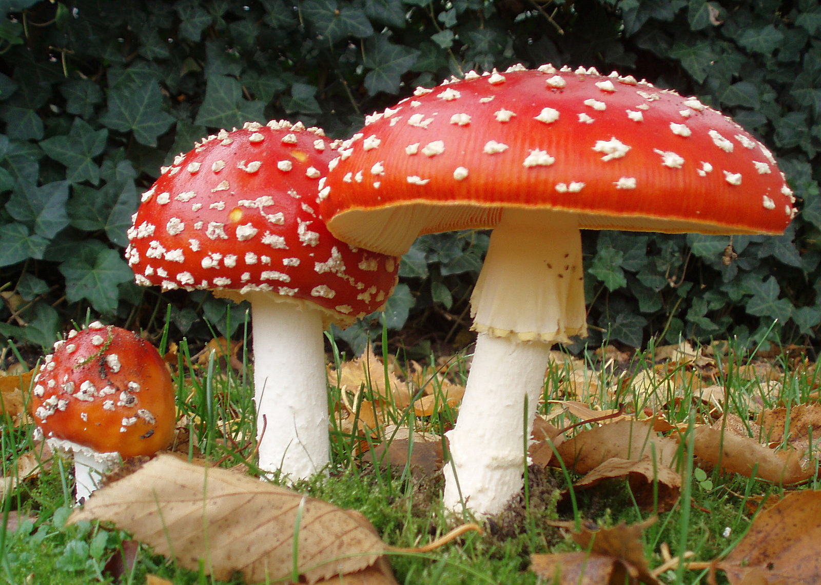 A photograph of the fly agaric mushroom, Amanita muscaria.